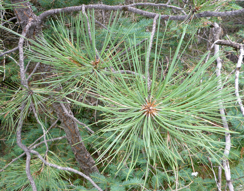 Rocky Mountains Ponderosa Pine