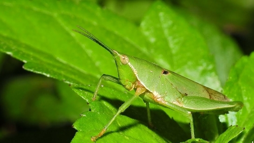 Tagasta indica · iNaturalist