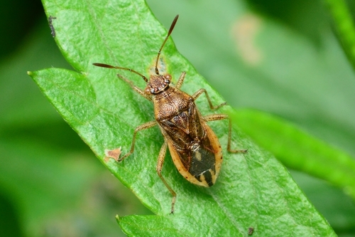 Raudonpilvė kampuotblakė nuotrauka