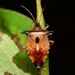 Bilberry Shieldbug - Photo (c) WonGun Kim, all rights reserved, uploaded by WonGun Kim