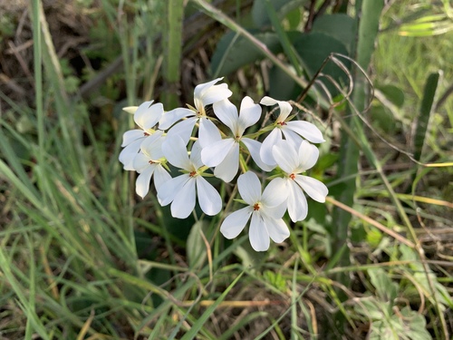 Pelargonium multibracteatum