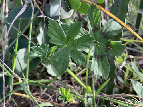 Pelargonium multibracteatum