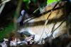 Steere's Spiny Rat - Photo (c) Scott Walmsley, all rights reserved, uploaded by Scott Walmsley