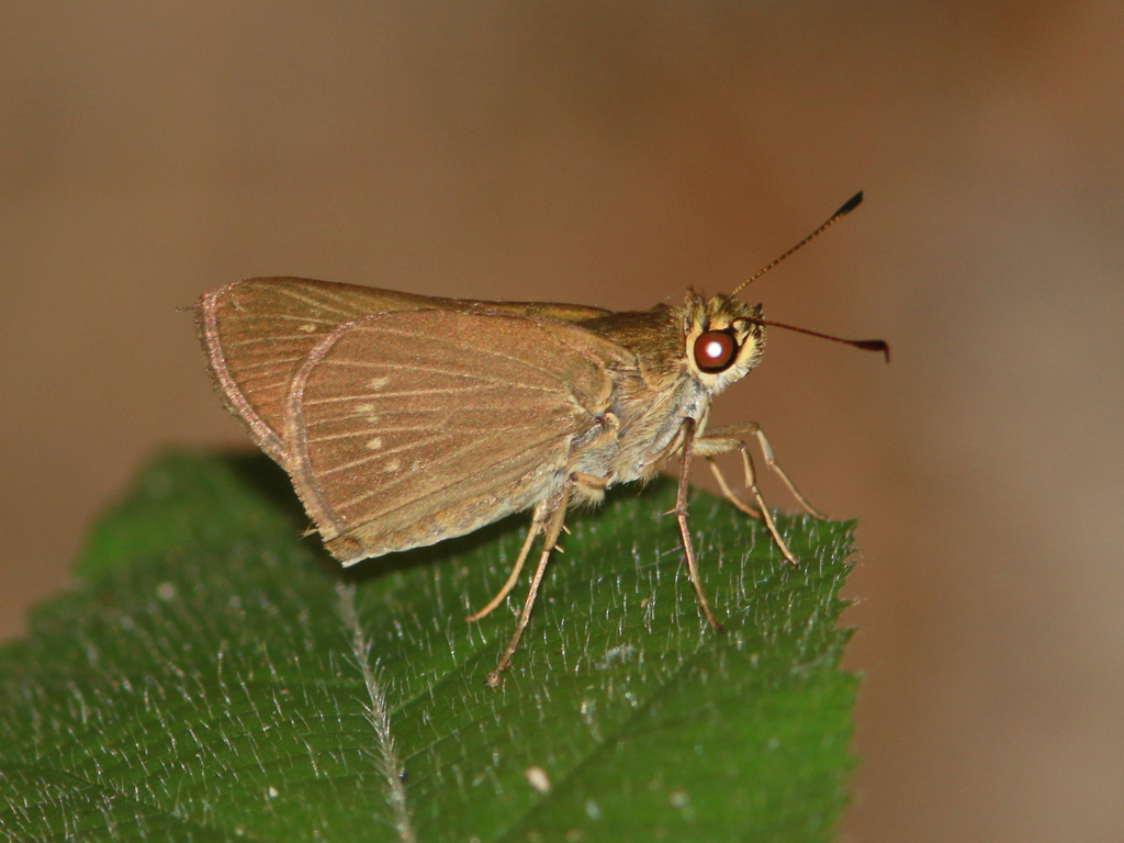 Cobalopsis miaba from Laguna Cajaro, Guainía, Colombia on October 21 ...