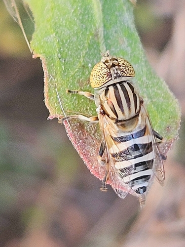 Eristalinus tabanoides