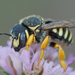 黃斑蜂族 - Photo 由 Henk Wallays 所上傳的 (c) Henk Wallays，保留所有權利