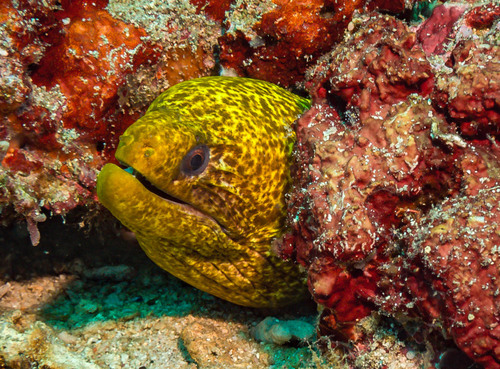 Palenose Moray — seen at this dive site