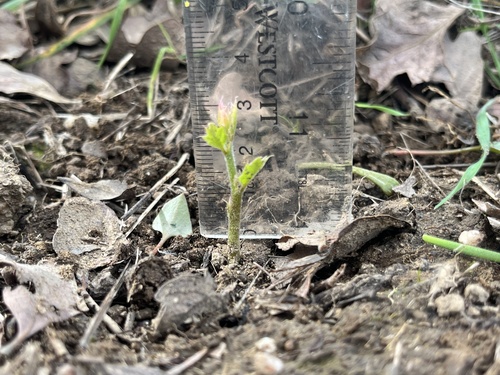 iNaturalist observation photo of blue oak
