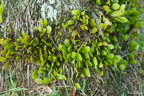 Pyrrosia piloselloides