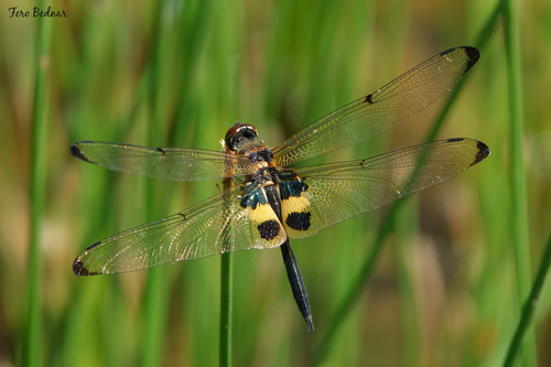 Rhyothemis variegata phyllis