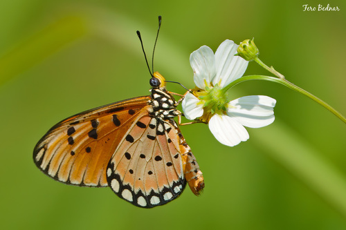 Acraea terpsicore
