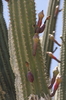 Venezuelan Apple Cactus - Photo (c) Eric Knight, all rights reserved, uploaded by Eric Knight