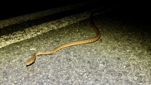Brown Tree Snake sighting