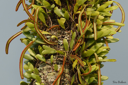 Pyrrosia piloselloides