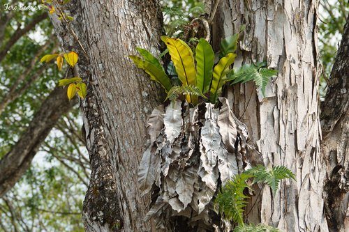 Asplenium nidus