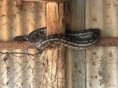 Inland Carpet Python sighting