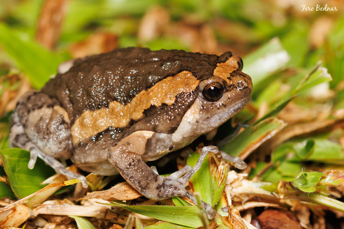 Kaloula pulchra