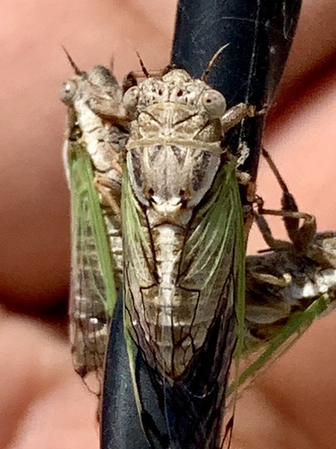 Beameria venosa (Uhler, 1888)