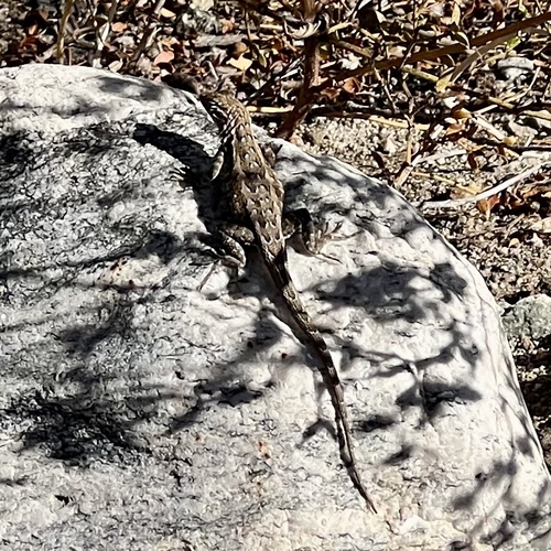 iNaturalist observation photo of Western Side-blotched Lizard