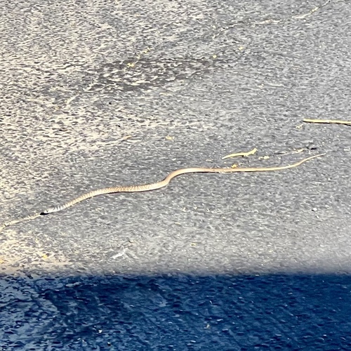 iNaturalist observation photo of Red Coachwhip