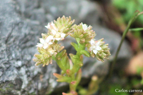 Sedum wrightii ssp. wrightii