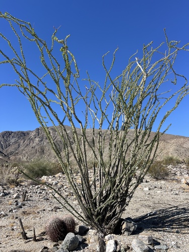 iNaturalist observation photo of ocotillo