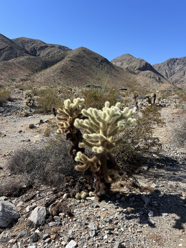 iNaturalist observation photo of Teddybear Cholla