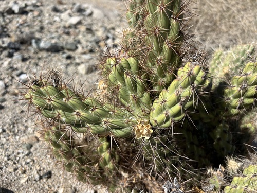 iNaturalist observation photo of chollas