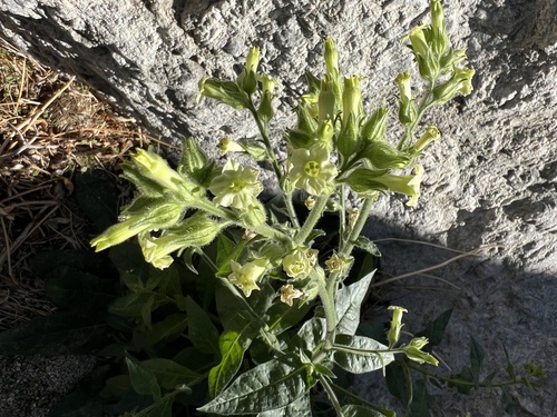 iNaturalist observation photo of desert tobacco