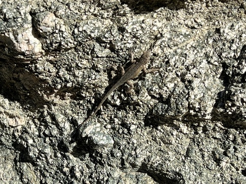 iNaturalist observation photo of Western Side-blotched Lizard