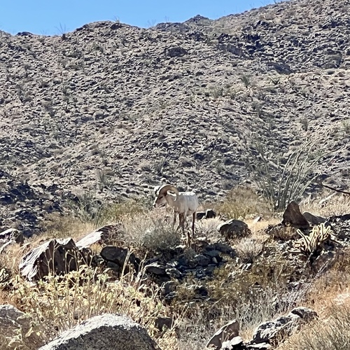 iNaturalist observation photo of Desert Bighorn Sheep