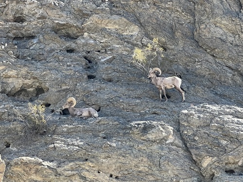 iNaturalist observation photo of Desert Bighorn Sheep