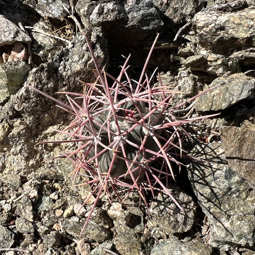 iNaturalist observation photo of Cottontop cactus