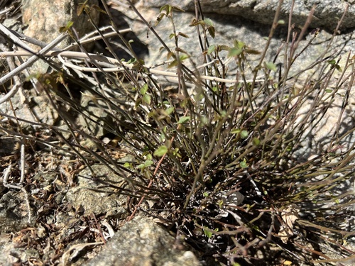 iNaturalist observation photo of California ayenia