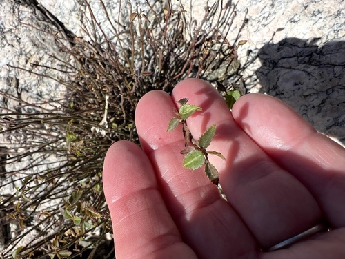 iNaturalist observation photo of California ayenia