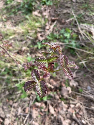 iNaturalist observation photo of Pacific poison oak