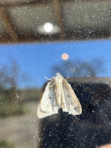 iNaturalist observation photo of Walnut Spanworm Moth