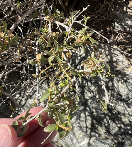 iNaturalist observation photo of Bigelow's crossosoma
