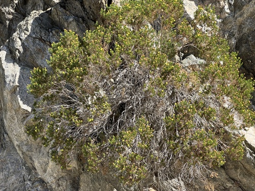 iNaturalist observation photo of Schott's Pygmycedar