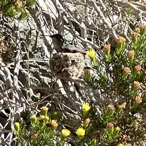 iNaturalist observation photo of Costa's Hummingbird
