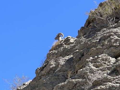 iNaturalist observation photo of Desert Bighorn Sheep