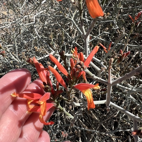 iNaturalist observation photo of chuparosa