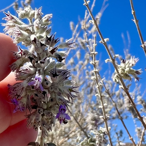iNaturalist observation photo of desert lavender