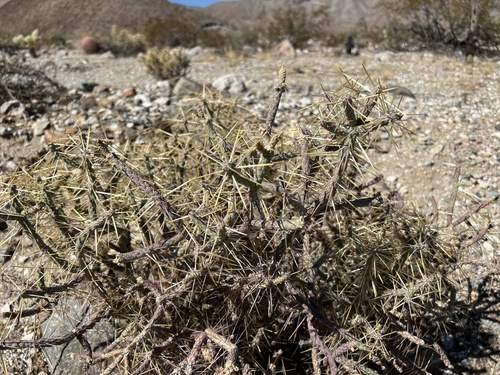 iNaturalist observation photo of Branched Pencil Cholla
