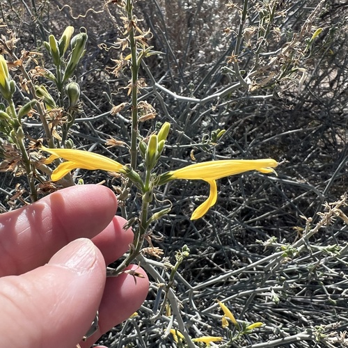iNaturalist observation photo of chuparosa