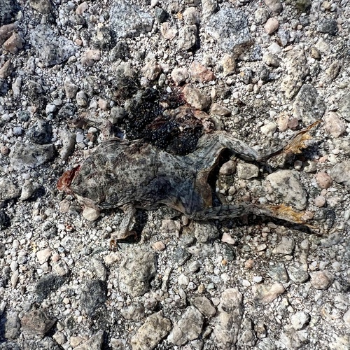iNaturalist observation photo of Red-spotted Toad