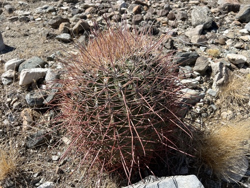 iNaturalist observation photo of California Barrel Cactus