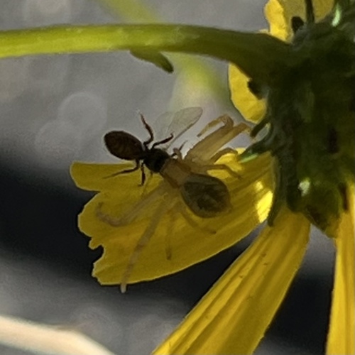 iNaturalist observation photo of Mecaphesa