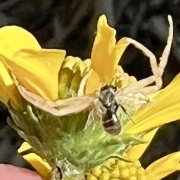 iNaturalist observation photo of Metallic Sweat Bees