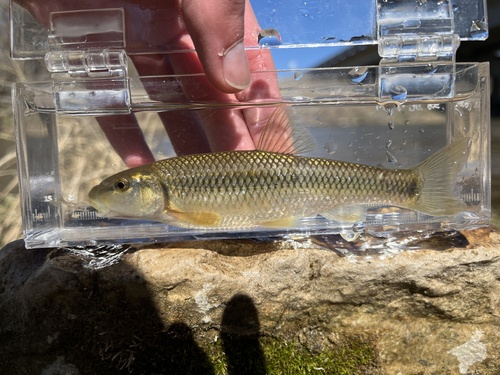 Redspot Chub